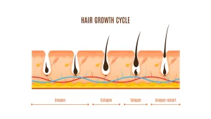 hair cycle infographic